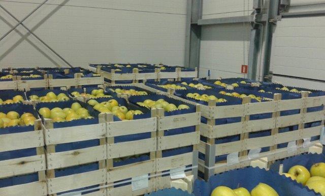 Prima 2000 omenat-päärynät-luumut hedelmät vihannekset 14